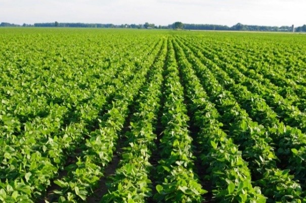 Example of Class 1 land. It is well drained and nearly level with no hazards for crop production.