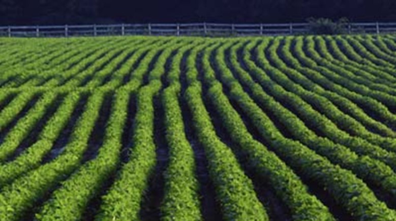Example of Class 2 land. A moderate erosion hazard but other favorable features make this land Class 2.
