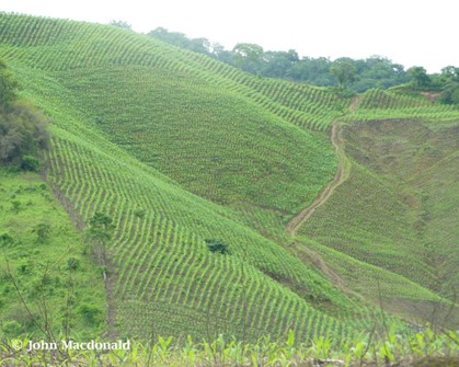 Example of Class 4 land. Steeper slopes and shallow soil put this land at the borderline of cultivatable land. 