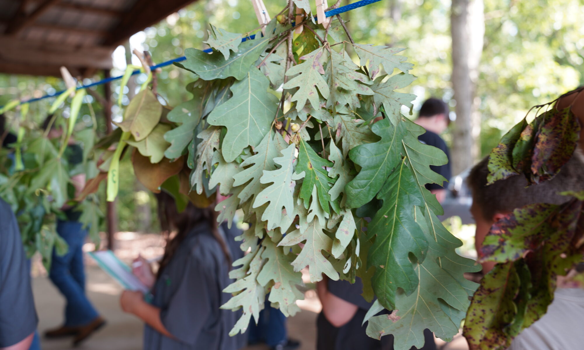 A collection of leaves on a wire to be identified at Forestry Judging.